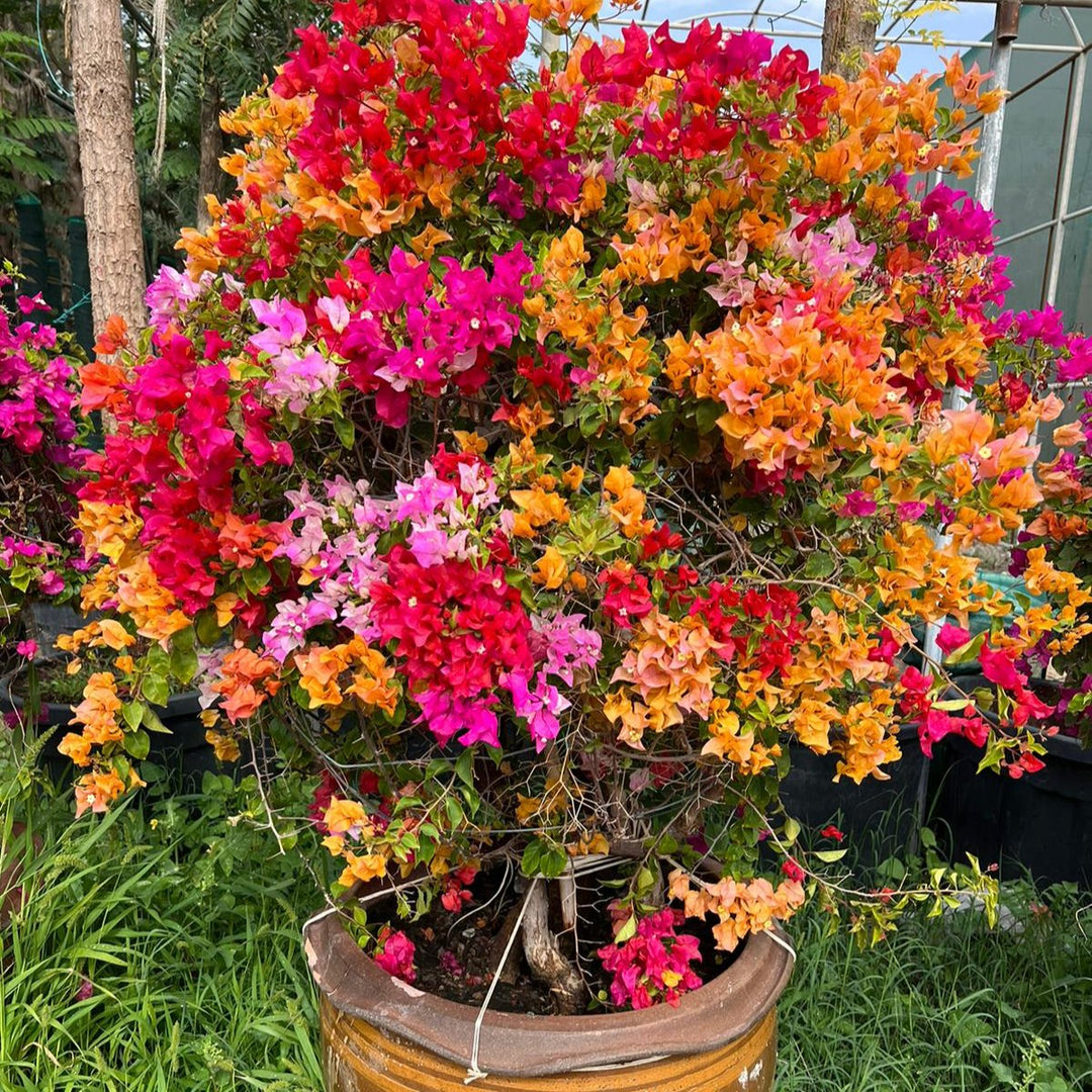 BOUGAINVILLEA